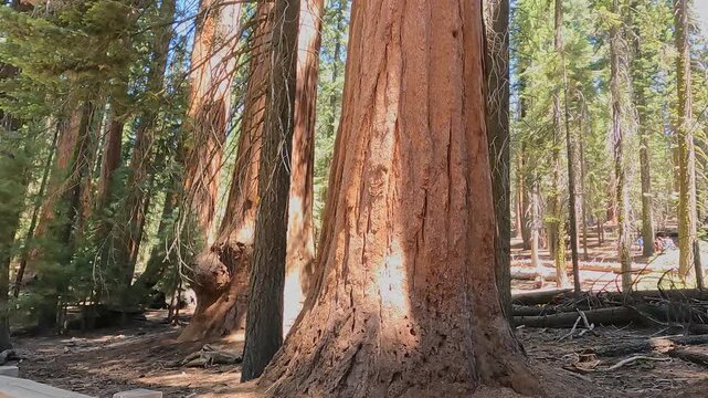 Dense forest of giant sequoia trees with thick reddish-brown bark in sunlight