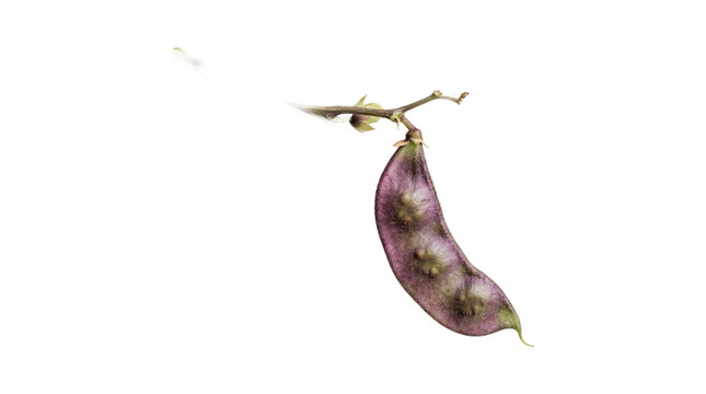 Fresh purple bean pod hanging on green vine plant.