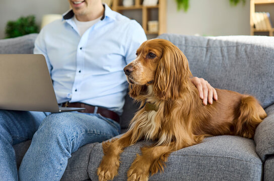 Man with dog and laptop at home. Owner pets a spaniel on a sofa during remote work, showing companionship, comfort and modern lifestyle in a bright interior. Concept is remote work with pet.