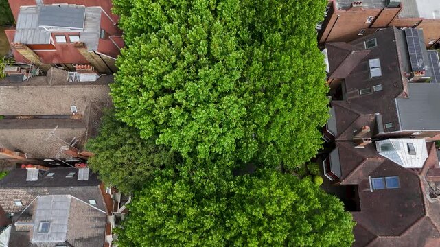 Mature tree in full summer leaf fills the space between two rows of west London tiled rooftops, seen from directly above