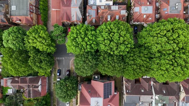 Top down view of a west London residential street where dense green tree canopy almost closes over the road between the rooftops