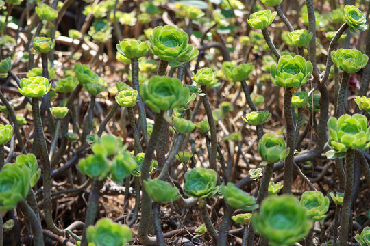 Green Succulents in a Mediterranean Garden