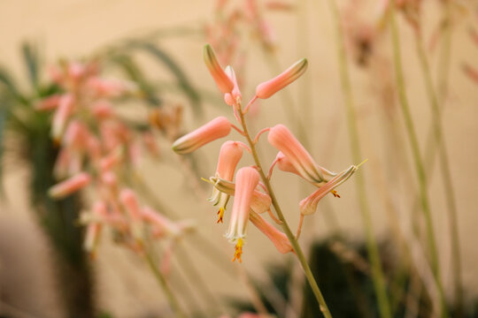 Delicate Aloe Flowers in Bloom