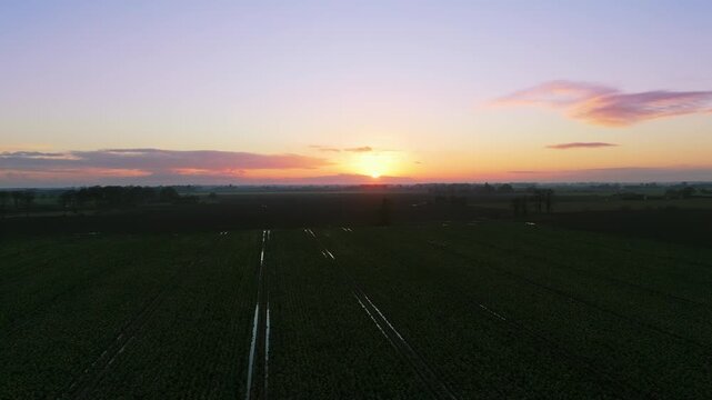Sun dips low, painting fields in soft amber hues. Sky blushes purple, blending with golden horizon. Rows stretch across dark green crops, leading to distant trees