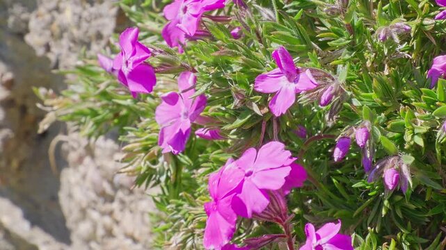 Vibrant pink blossoms bloom amidst green foliage. Sunlight highlights delicate petals and lush stems. Flowers cling to rocky terrain, thriving in natural setting. Ideal for garden, nature