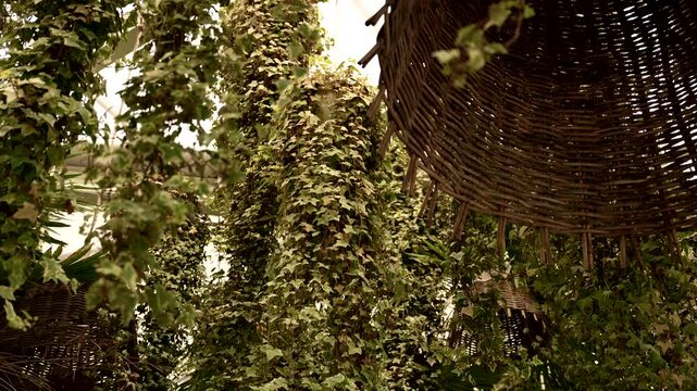 Woven wicker pendant light hanging ceiling fixture among dense green ivy plants