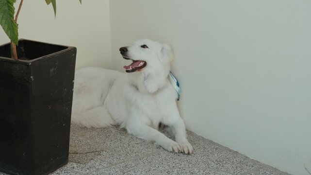 Swiss Shepherd dog lying on carpet beside wall in bright indoor home setting