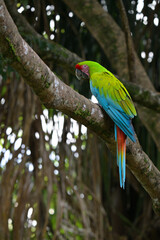 Fototapeta premium Bechsteinara in Costa Rica