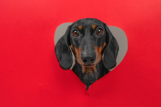A black and tan dachshund dog pokes its head through a red heart shaped hole in paper, a playful concept of romance for valentines day and greeting card design.