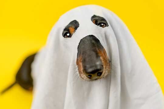 A black and tan dachshund dog peeks nose first through eye holes cut in a white sheet on a bright yellow backdrop, a playful concept of pet Halloween humor and childlike costume charm.