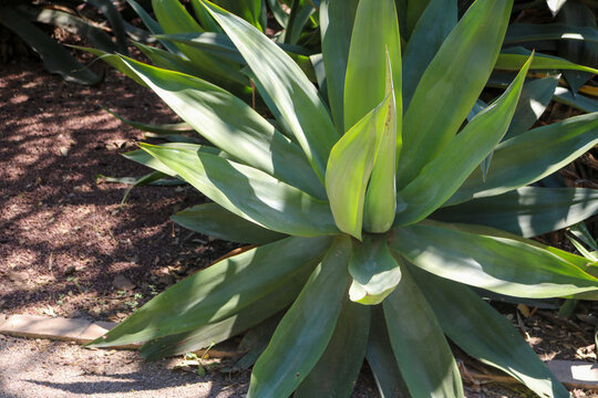 Agave Rosette in Valencia