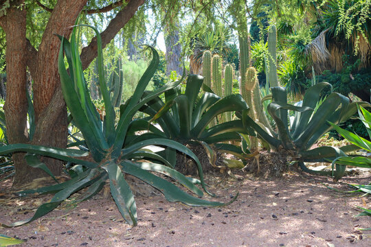 Giant Agave in a Mediterranean Garden