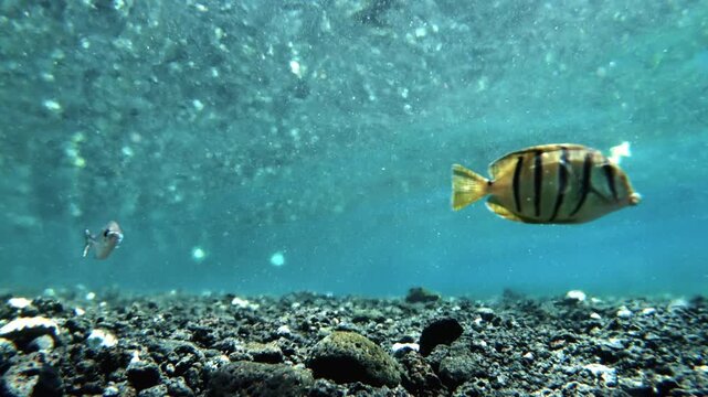 Small tropical fish swimming underwater over dark volcanic sand sea bottom.