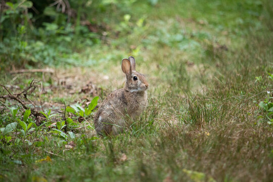 Eastern Cottontail Bunny Rabbit Closeup In A Meadow In Summer