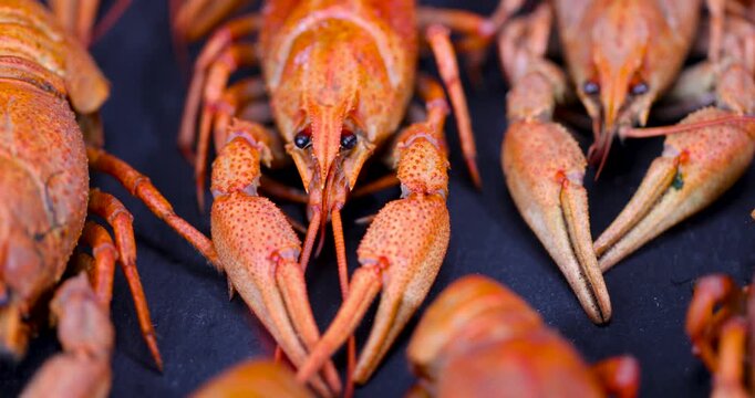 Red boiled crayfish on a dark table background, ready river crayfish with claws lie in a dense layer on a flat black surface close up, fresh water