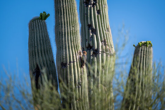 A Gila Woodpecker in Tucson, Arizona