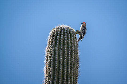 A Gila Woodpecker in Tucson, Arizona