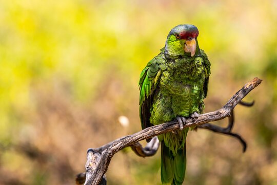 A Lilac Crowned Amazon in Tucson, Arizona