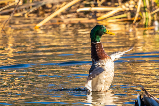A Mallard in Tucson, Arizona