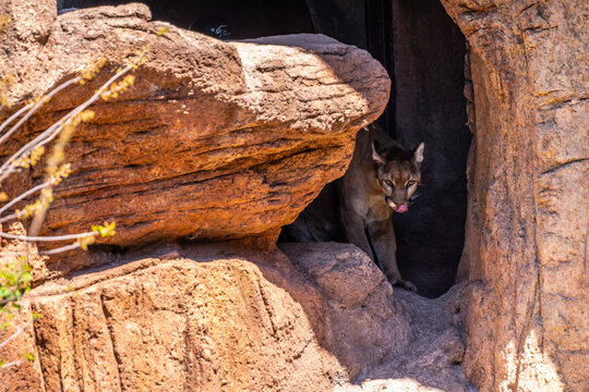 A mountain lion in Tucson, Arizona
