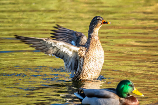 A Mallard in Tucson, Arizona