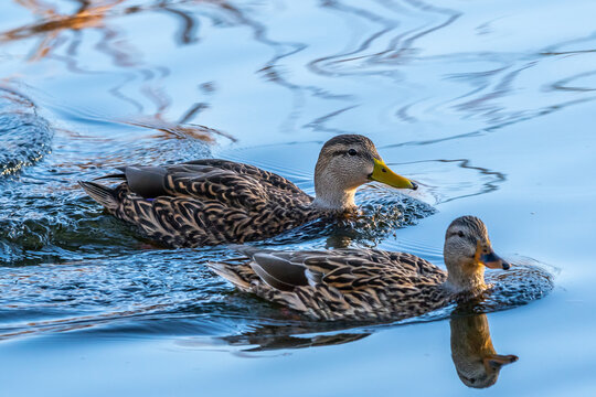 A Mallard in Tucson, Arizona
