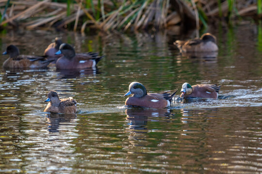 A Mallard in Tucson, Arizona