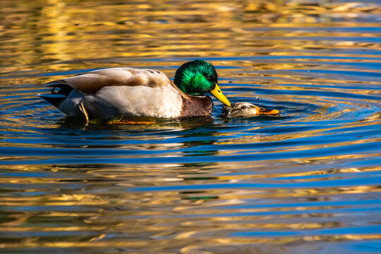 A Mallard in Tucson, Arizona