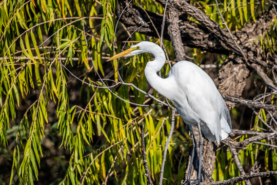 A Snowy White Egret in Tucson, Arizona