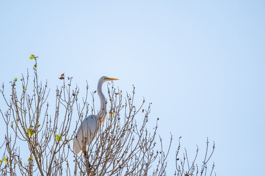 A Snowy White Egret in Tucson, Arizona