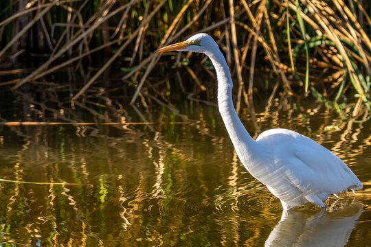 A Snowy White Egret in Tucson, Arizona