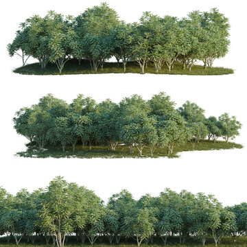 Averrhoa bilimbi tree line, Forest Edge, Backdrop cutout, isolate transparent background, Dense row of lush green trees with trimmed foliage on a patch of vibrant grass - nature stock photo