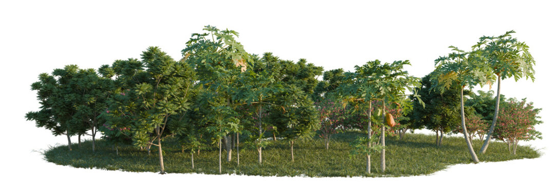 Carica papaya, Cassia javanica and Chukrasia velutina tree line, Forest Edge, Backdrop cutout, isolate transparent background, Lush tropical forest with diverse trees and foliage on a grassy mound
