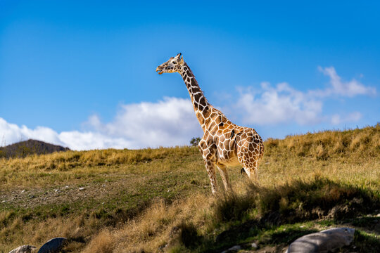 A long slender giraffe in Palm Springs, California