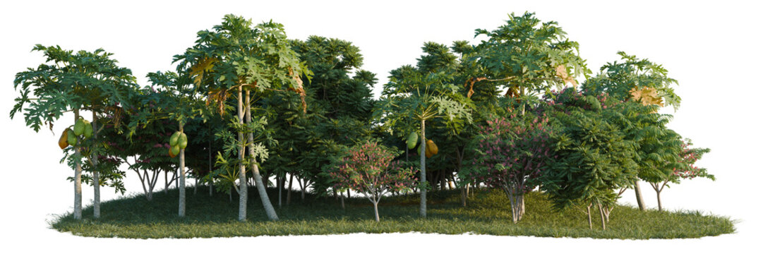 Carica papaya, Cassia javanica and Chukrasia velutina tree line, Forest Edge, Backdrop cutout, isolate transparent background