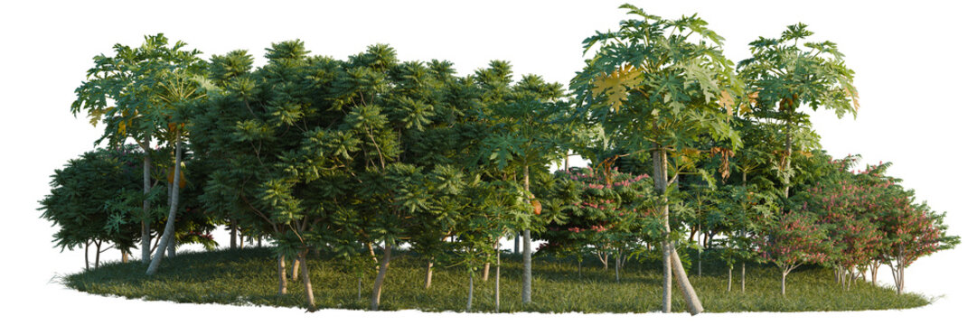 Carica papaya, Cassia javanica and Chukrasia velutina tree line, Forest Edge, Backdrop cutout, isolate transparent background