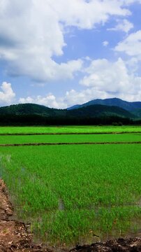 This shows bright green rice fields in Nam Thanh, Lam Dong, Vietnam. Farmers work in the fields while clouds drift by in the sky. The landscape includes hills in the background.