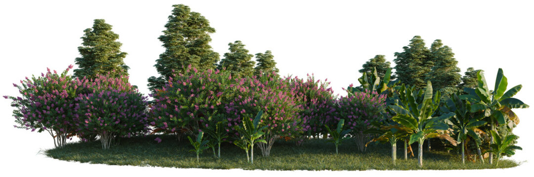 Dyera costulata, Lagerstroemia indica and Musa acuminat tree line, Forest Edge, Backdrop cutout, isolate transparent background