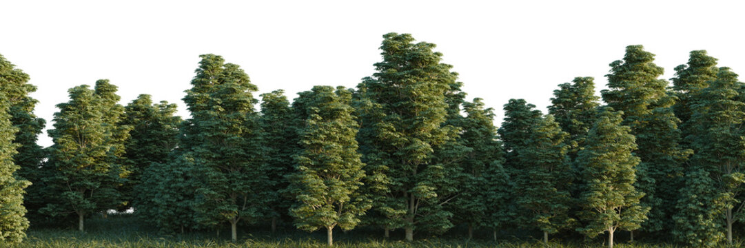 Dyera costulata tree line, Forest Edge, Backdrop cutout, isolate transparent background, Dense forest of tall evergreen trees with lush green foliage, a serene woodland landscape.