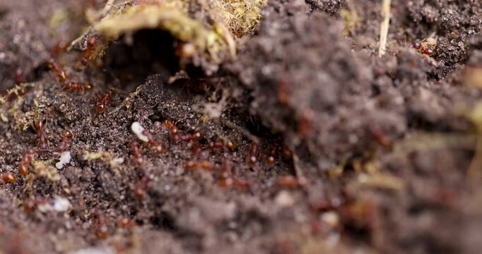 Brown red ants on wet forest ground, small forest ants crawl on the soil of ruined anthill and carry larvae, natural light