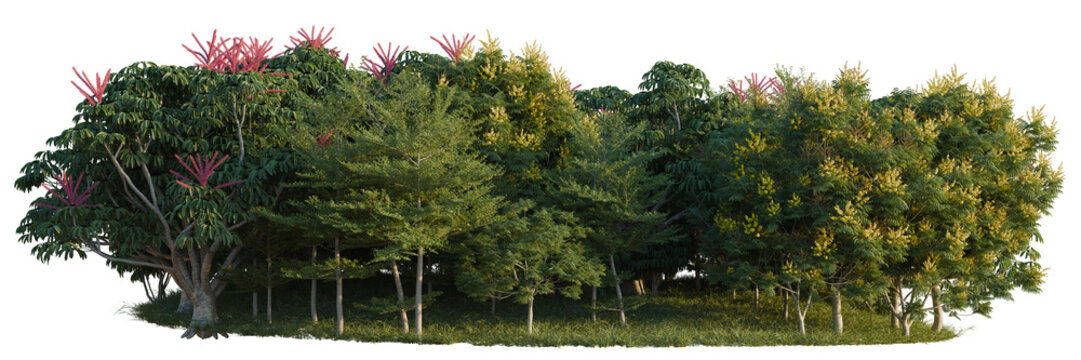 Peltophorum pterocarpum, Schefflera actinophylla and Te tree line, Forest Edge, Backdrop cutout, isolate transparent background, Lush tropical trees with vibrant pink blooms