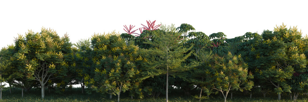 Peltophorum pterocarpum, Schefflera actinophylla and Te tree line, Forest Edge, Backdrop cutout, isolate transparent background