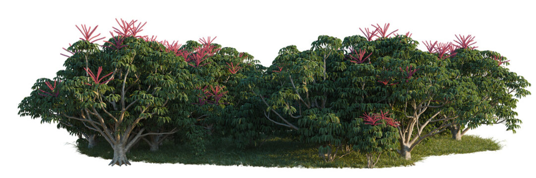 Schefflera actinophylla tree line, Forest Edge, Backdrop cutout, isolate transparent background, Lush tropical trees with vibrant pink flowers against a clean background for landscape design.