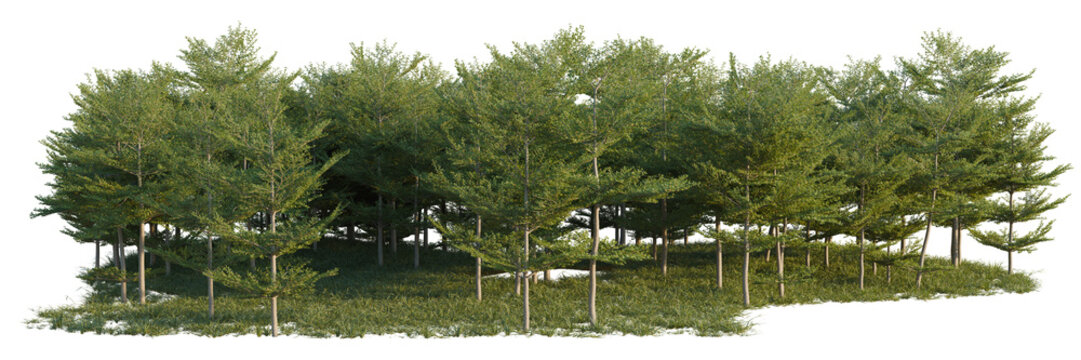 Terminalia mantaly tree line, Forest Edge, Backdrop cutout, isolate transparent background, Dense Grove of Lush Green Trees with Detailed Foliage on a Gentle Sloping Hillside
