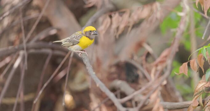 Male Baya Weaver wiping bill on branch and flying off; slow motion macro post-feed beak cleaning