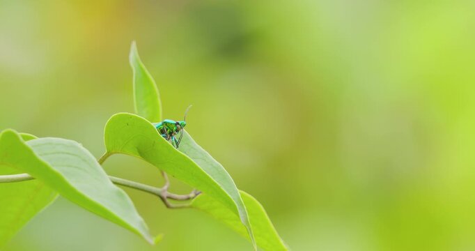 Rare Emerald bug cleaning legs on swaying leaf; slow motion macro dawn grooming loop