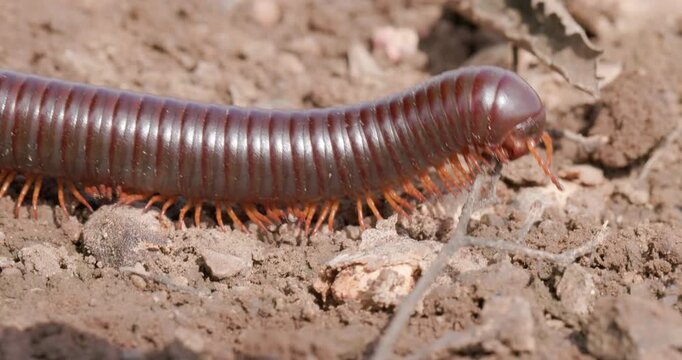 Giant Asian Millipede crawling forward; slow motion macro metachronal leg waves loop
