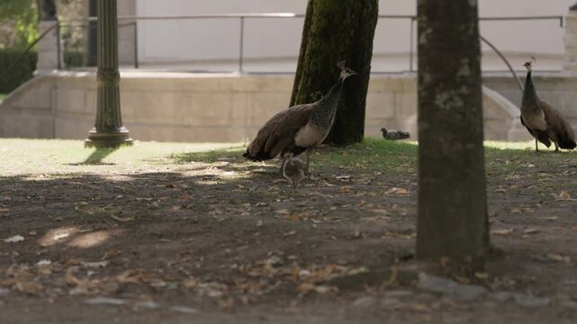Peahen and chick walking on shaded ground under park trees in Porto Portugal
