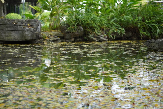 pond in the park