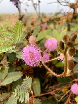 Macro photograph of a sensitive plant (Mimosa pudica) flower showing the detailed spiky structure in soft natural light